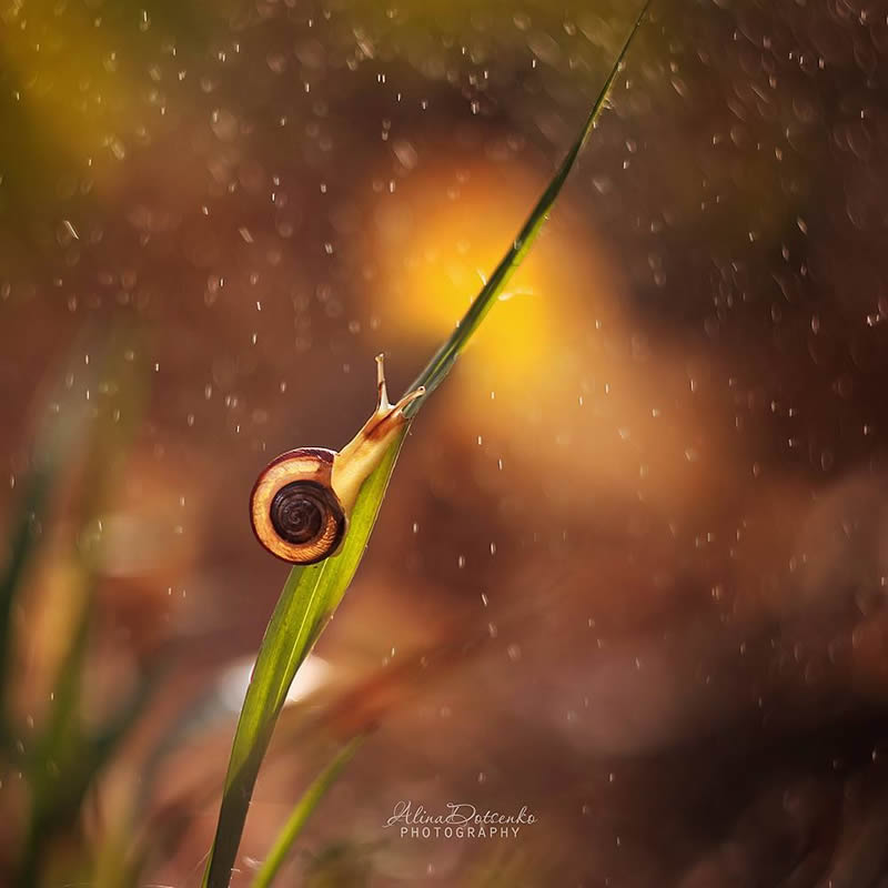 Macro Photography by Alina Dotsenko