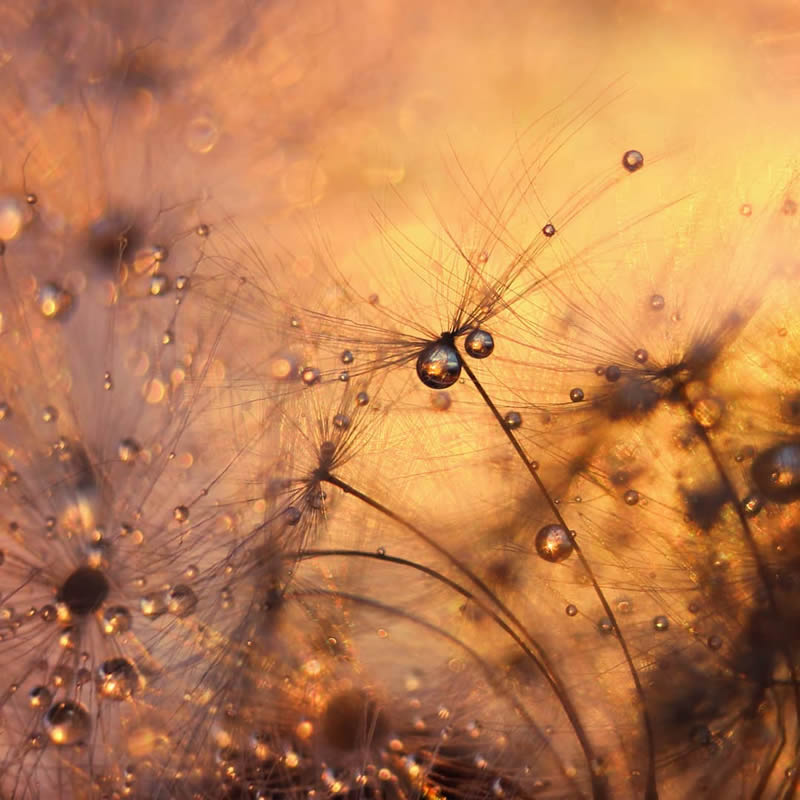 Macro Photography by Alina Dotsenko