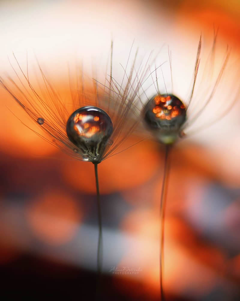 Macro Photography by Alina Dotsenko