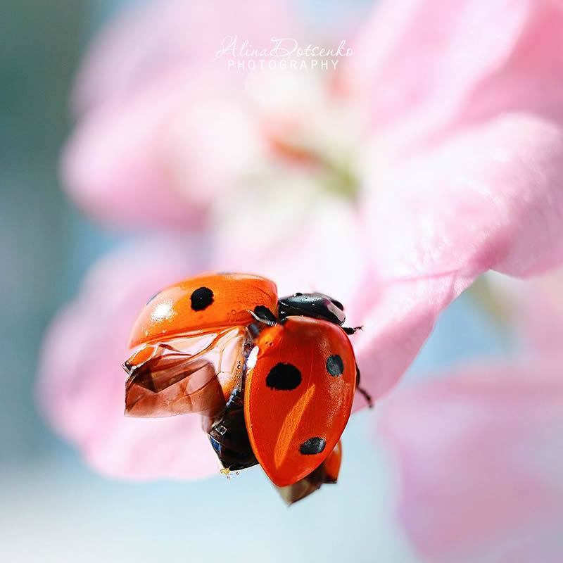 Macro Photography by Alina Dotsenko