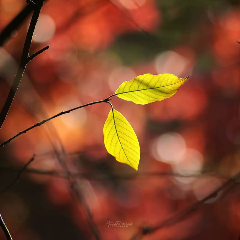 Macro Photography by Alina Dotsenko