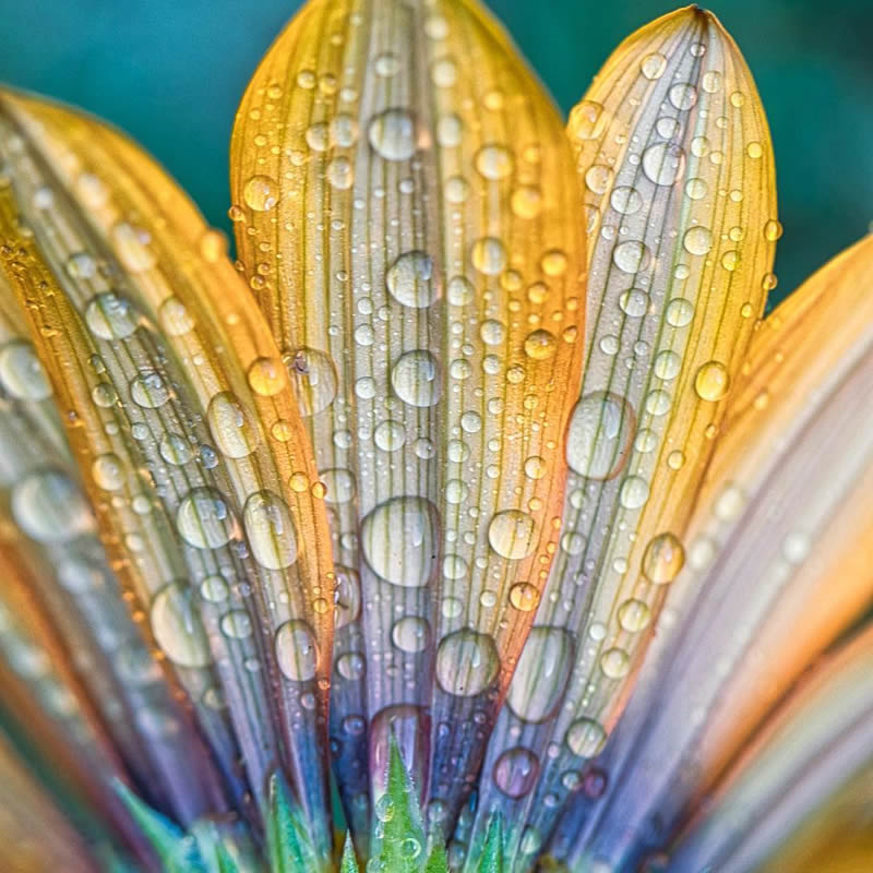 Macro Photography of Flowers with Water Droplets by Darren Gentle