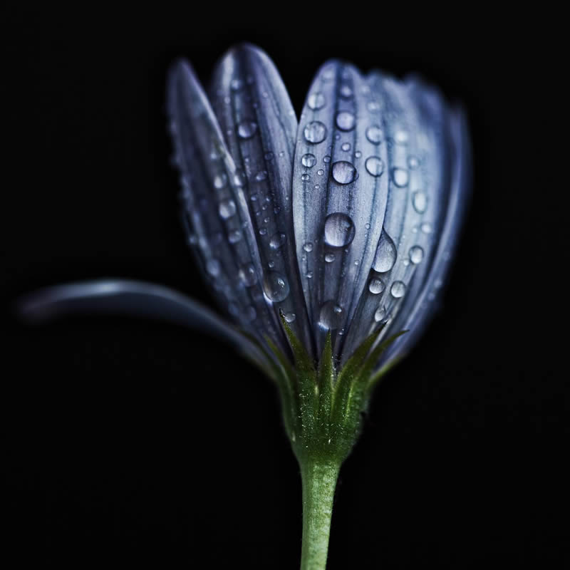 Macro Photography of Flowers with Water Droplets by Darren Gentle