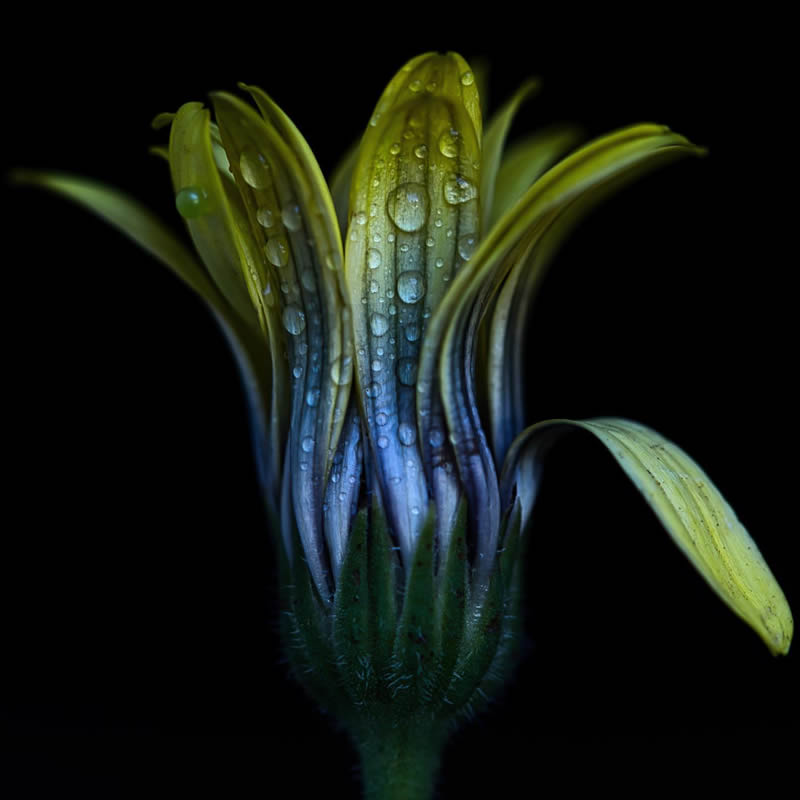 Macro Photography of Flowers with Water Droplets by Darren Gentle