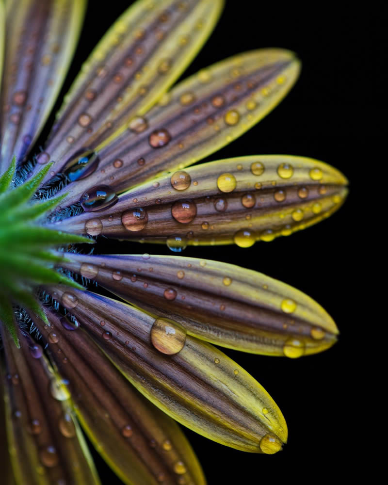 Macro Photography of Flowers with Water Droplets by Darren Gentle