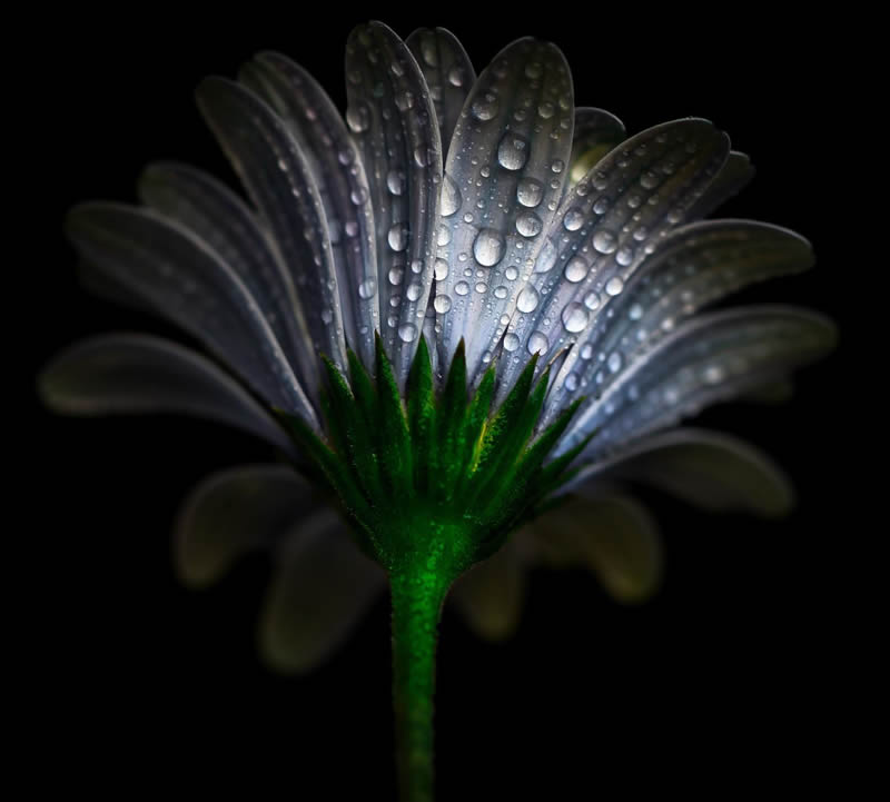 Macro Photography of Flowers with Water Droplets by Darren Gentle