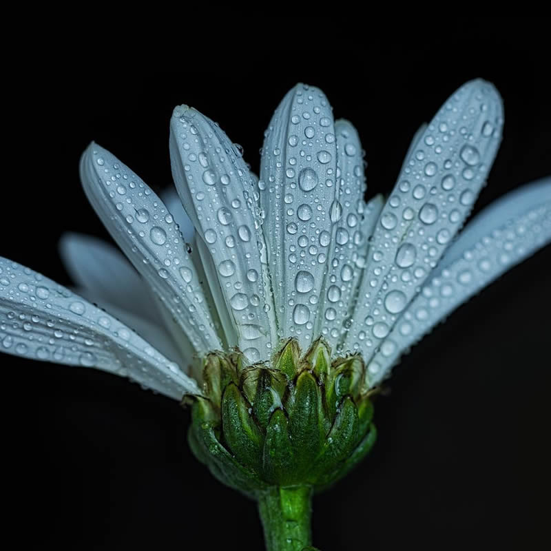 Macro Photography of Flowers with Water Droplets by Darren Gentle