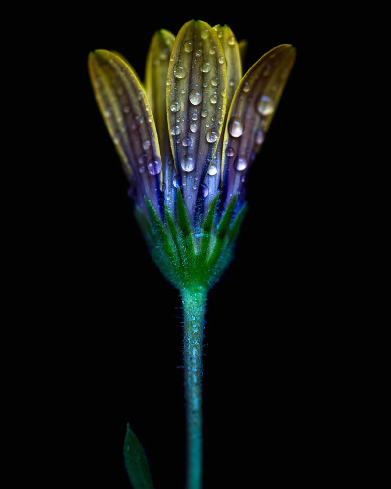 Macro Photography of Flowers with Water Droplets by Darren Gentle