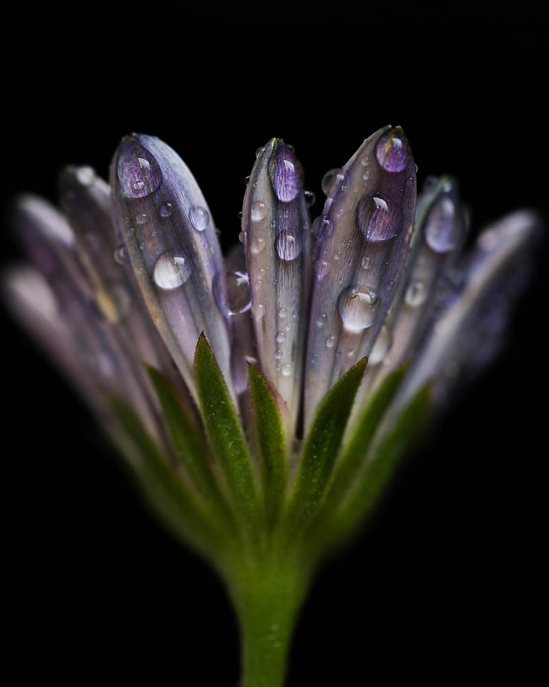 Macro Photography of Flowers with Water Droplets by Darren Gentle