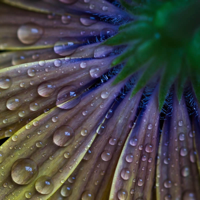 Macro Photography of Flowers with Water Droplets by Darren Gentle