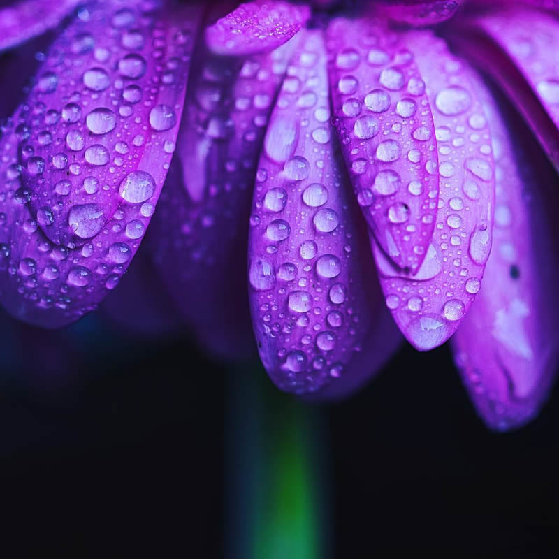 Macro Photography of Flowers with Water Droplets by Darren Gentle