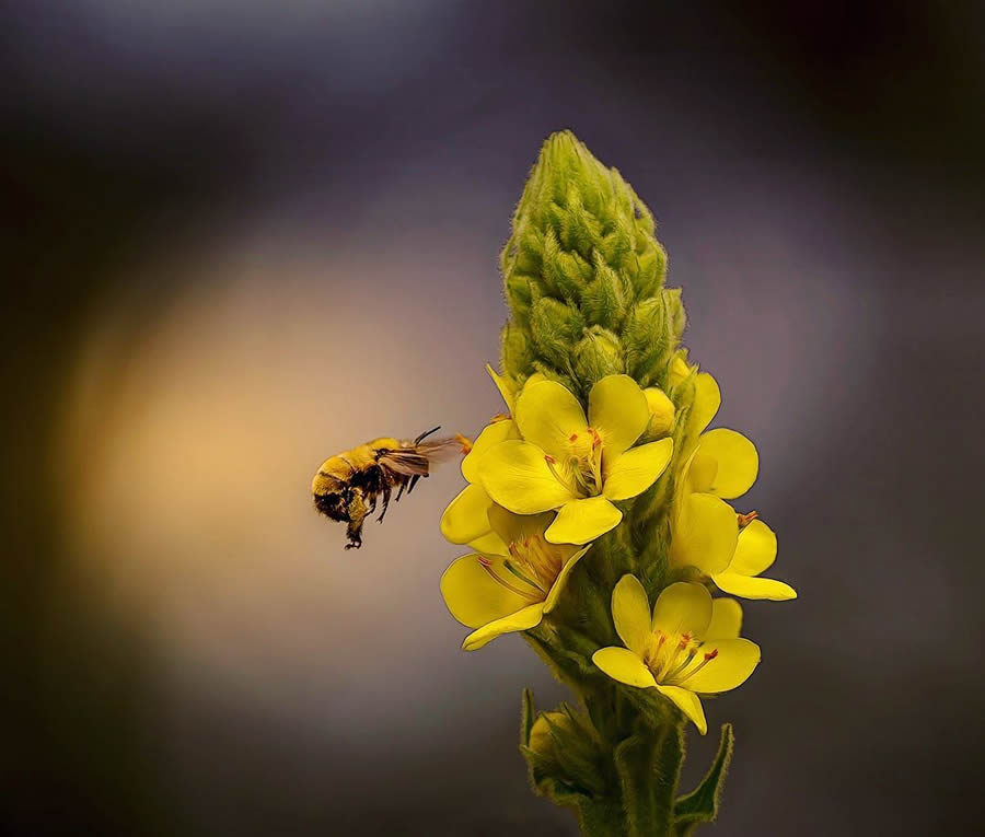 Canadian Macro Photography by Gail