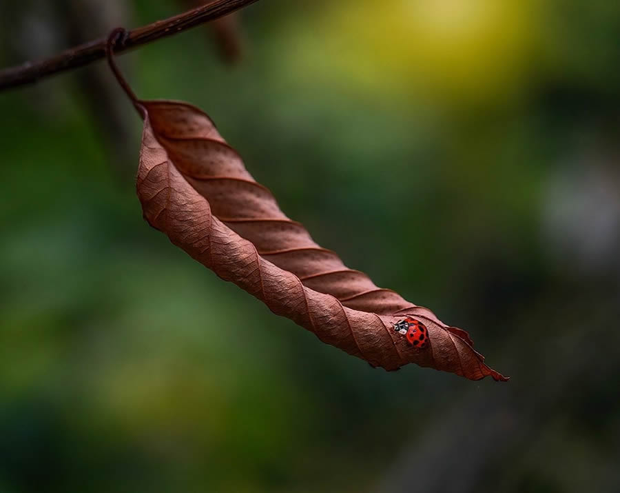 Canadian Macro Photography by Gail