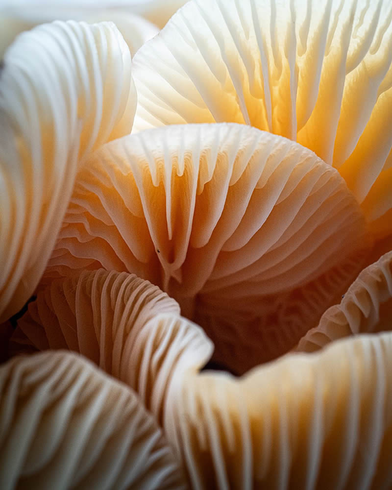 Mesmerizing Macro Photos Of Marja Heiskanen