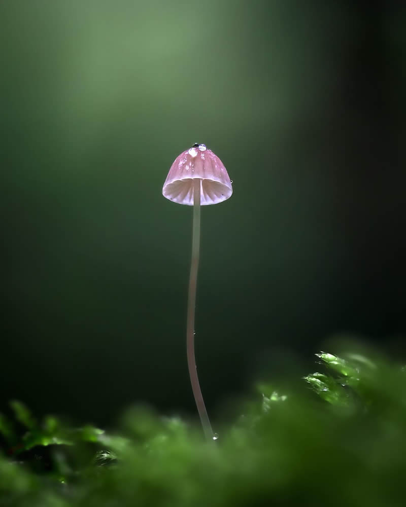 Mesmerizing Macro Photos Of Marja Heiskanen