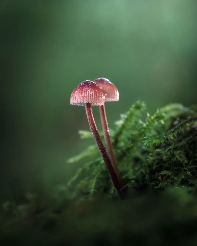 Mesmerizing Macro Photos Of Marja Heiskanen