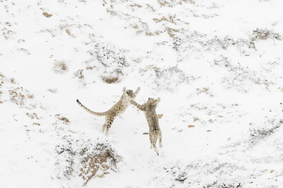 Nature Photographer of the Year 2024 Winners