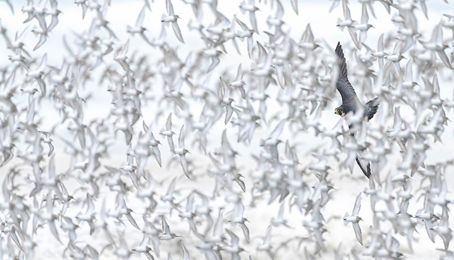 Nature Photographer of the Year 2024 Winners