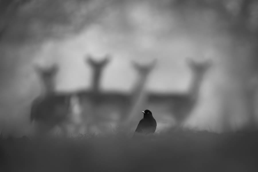 Nature Photographer of the Year 2024 Winners