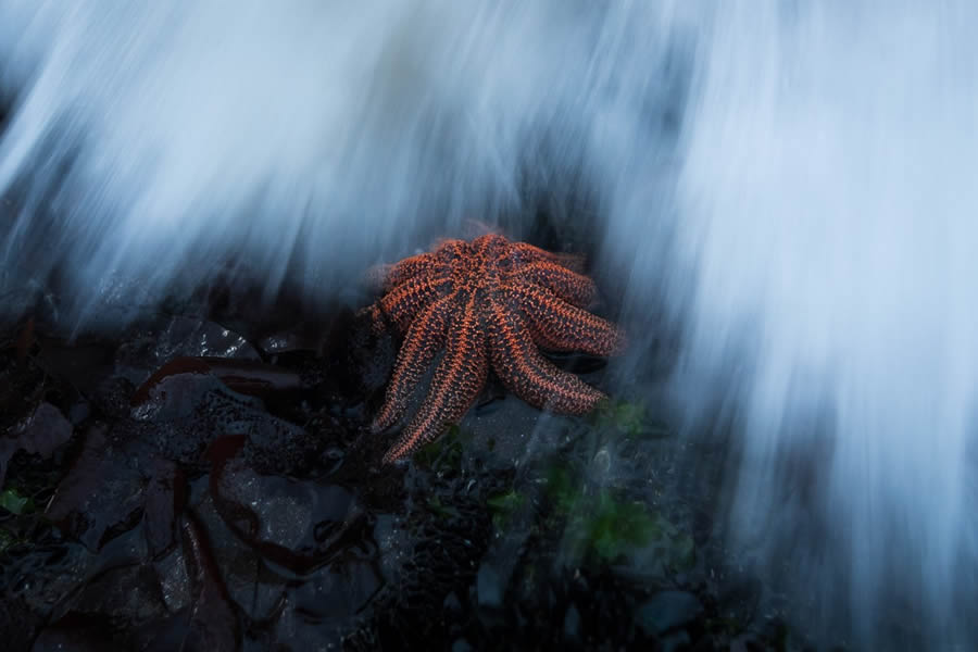 Nature Photographer of the Year 2024 Winners