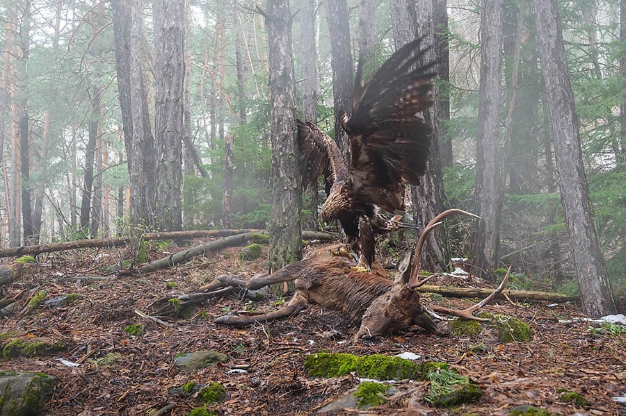 Bird and Animal Nature Photographer 2024 Winners