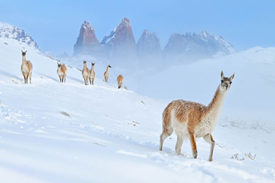 Bird and Animal Nature Photographer 2024 Winners