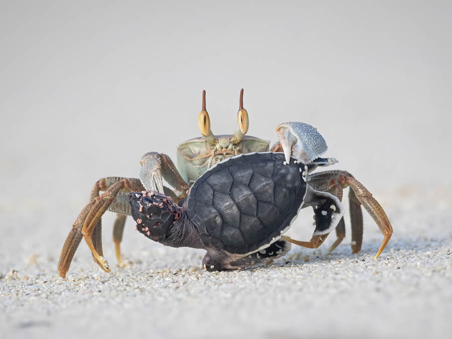 Bird and Animal Nature Photographer 2024 Winners