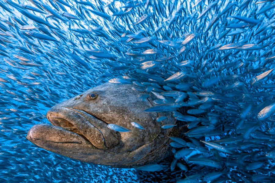 Our Nature Photo Awards 2024 Winners