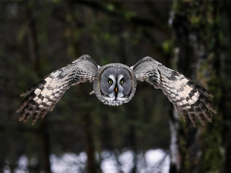 Owl Bird Photography by Johannes Immonen