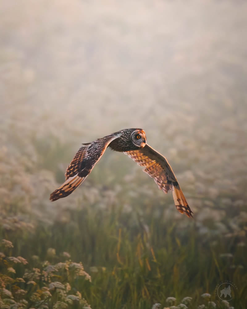 Owl Bird Photography by Johannes Immonen