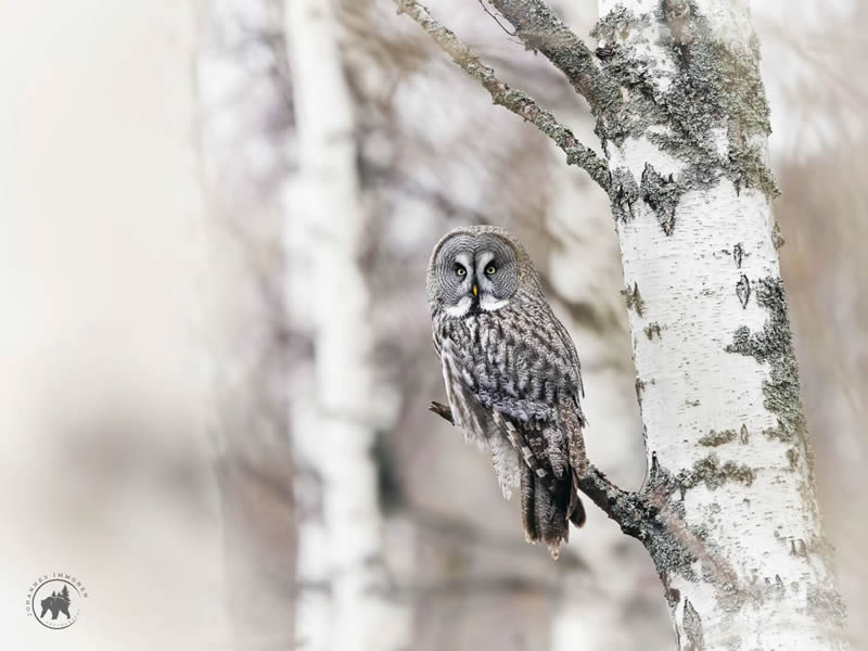 Owl Bird Photography by Johannes Immonen