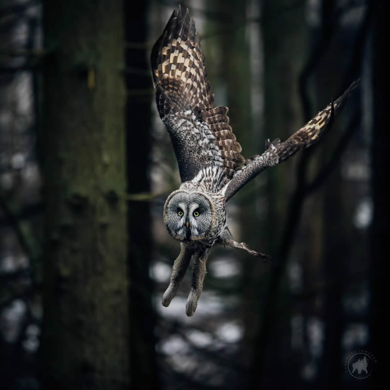 Owl Bird Photography by Johannes Immonen