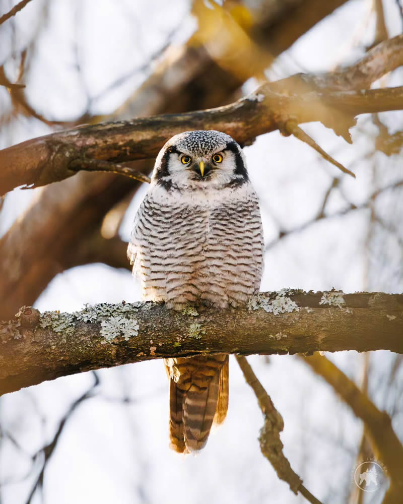 Owl Bird Photography by Johannes Immonen