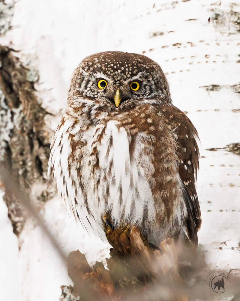 Owl Bird Photography by Johannes Immonen