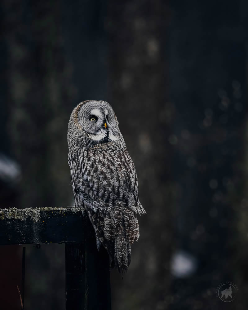 Owl Bird Photography by Johannes Immonen