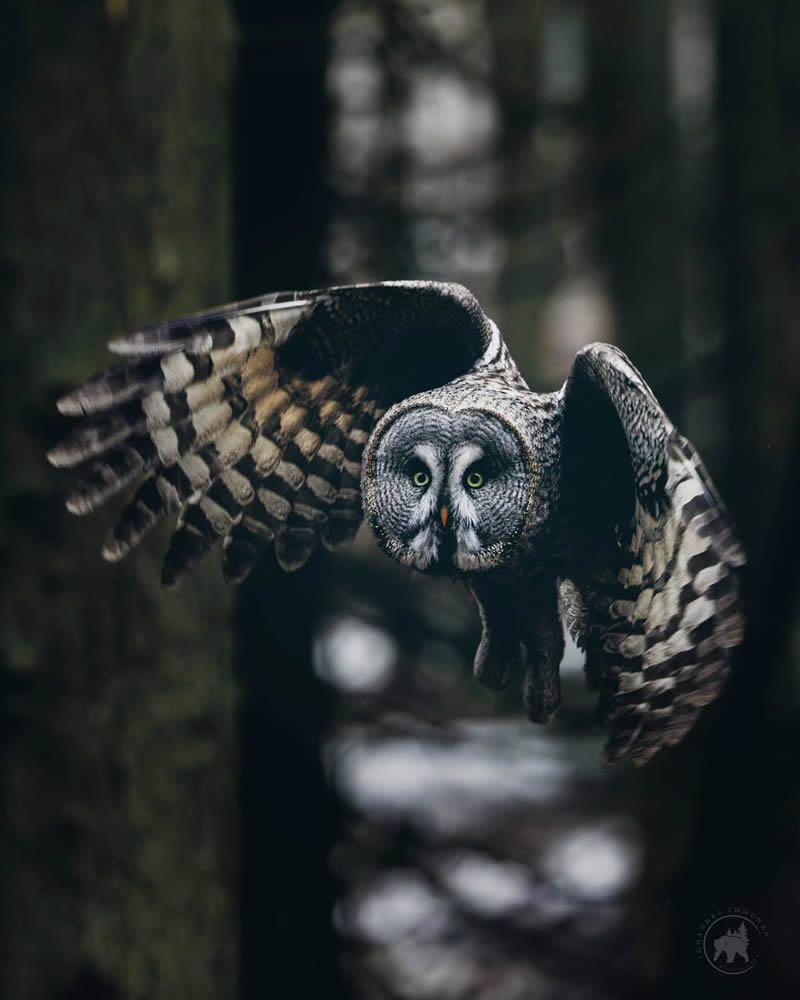 Owl Bird Photography by Johannes Immonen