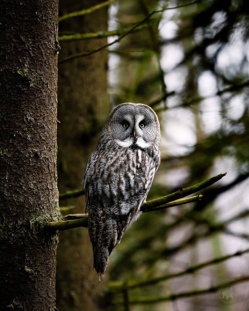 Owl Bird Photography by Johannes Immonen