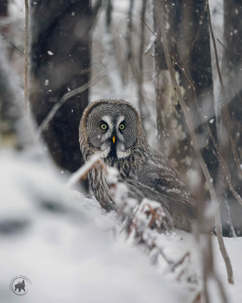 Owl Bird Photography by Johannes Immonen