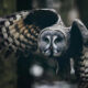 Owl Bird Photography by Johannes Immonen