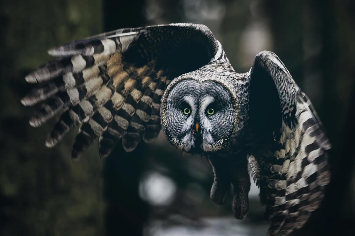 Owl Bird Photography by Johannes Immonen