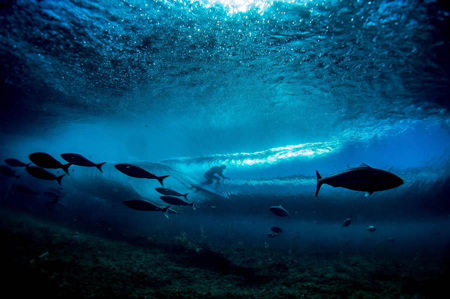 2024 Nature Conservancy Oceania Photo Contest Winners