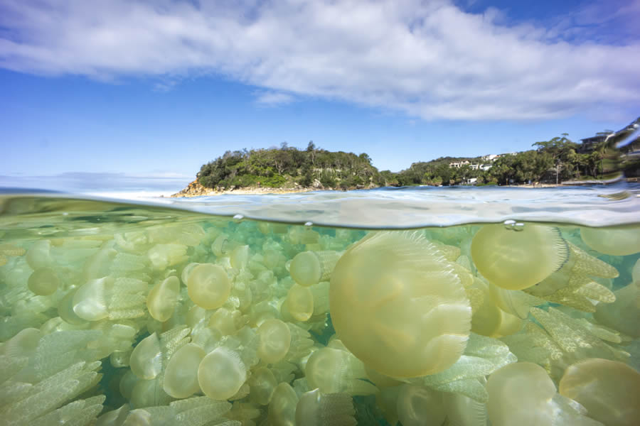 2024 Nature Conservancy Oceania Photo Contest Winners