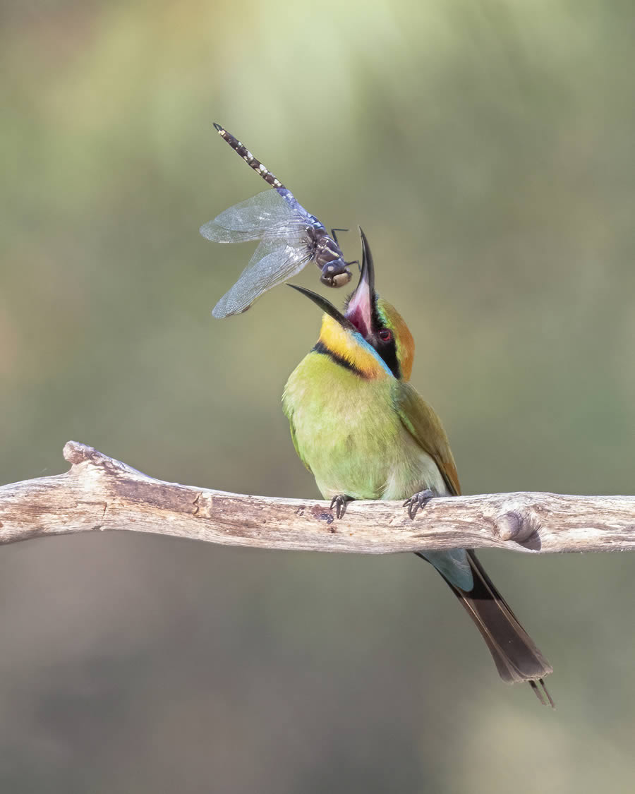 2024 Nature Conservancy Oceania Photo Contest Winners