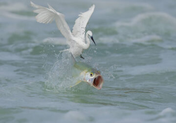 2024 Nature Conservancy Oceania Photo Contest Winners