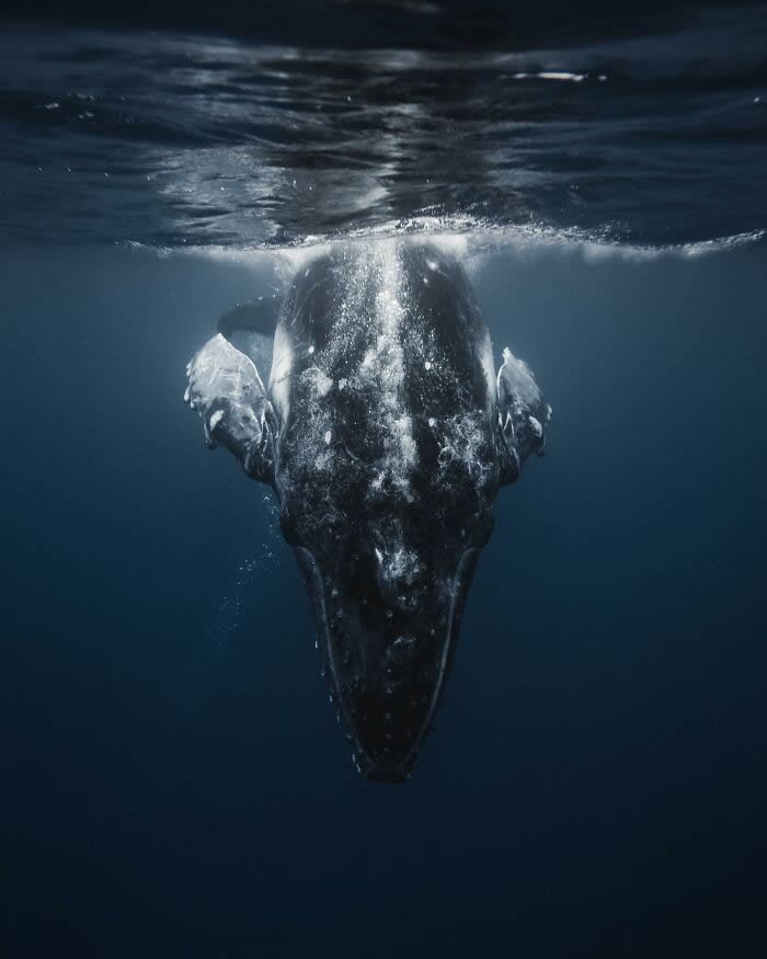 Underwater Photography of Marine Life by Rachel Moore