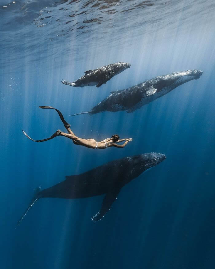 Underwater Photography of Marine Life by Rachel Moore