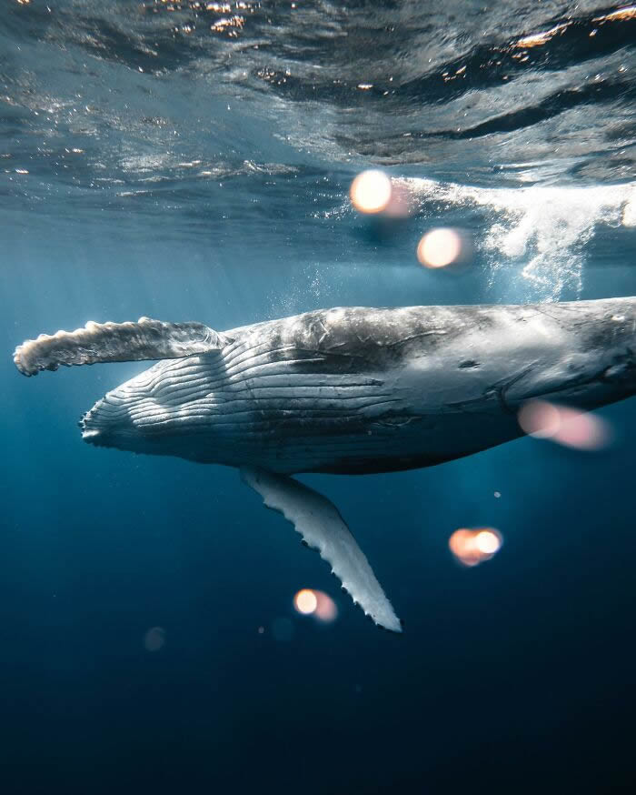 Underwater Photography of Marine Life by Rachel Moore