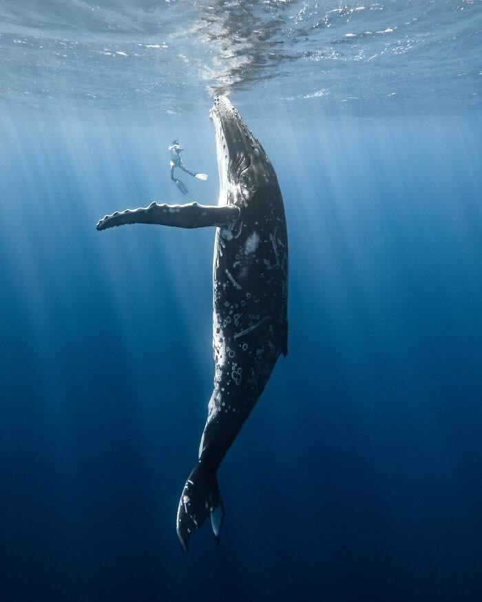 Underwater Photography of Marine Life by Rachel Moore