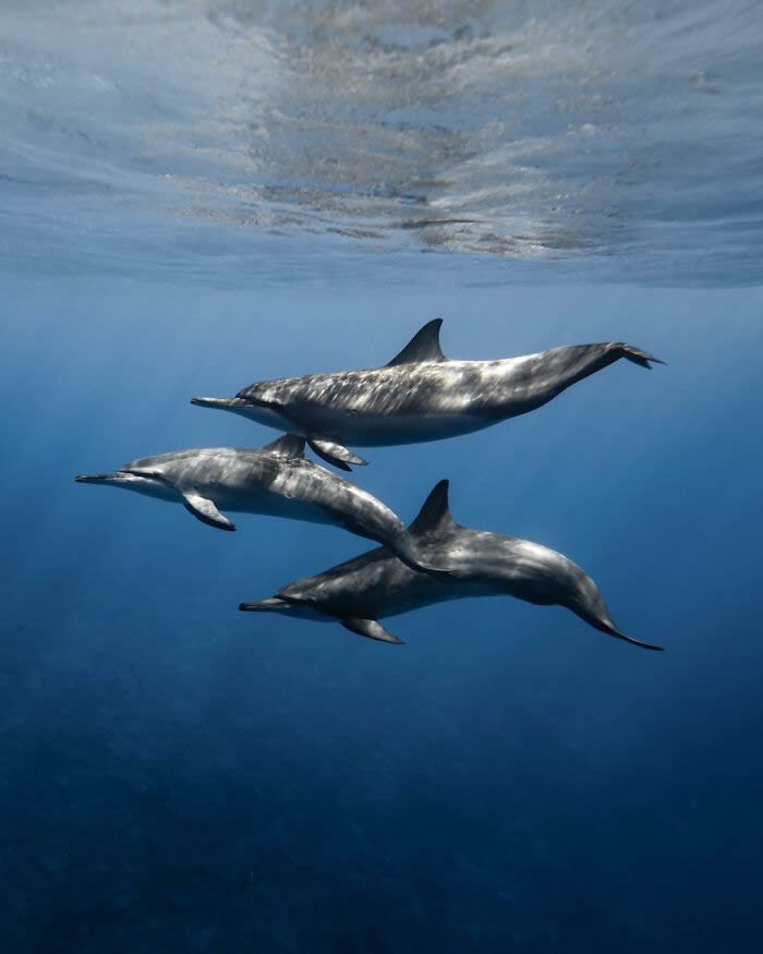 Underwater Photography of Marine Life by Rachel Moore