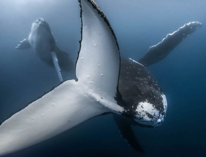 Underwater Photography of Marine Life by Rachel Moore